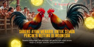 Mengenal Ayam Bangkok: Raja Sabung Ayam di SV388
